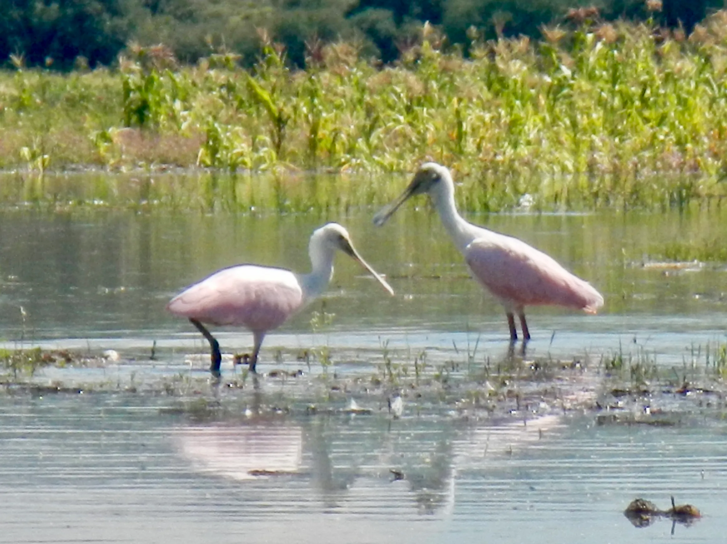Humedales y vegetación nativa